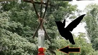The Blair Witch Hummingbird Feeder