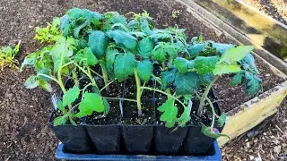 MARCH ~ Greenhouse Tomato Planting        #allotment #allotmentlife #allotmentdiary #amersham #bandi