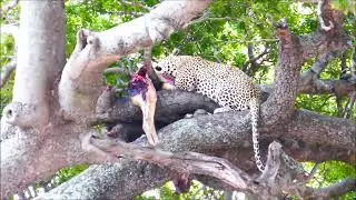 The best of Kruger Park. #wildlife  #trip #travel #animals #nature #vlog #top #safari #africa #tour