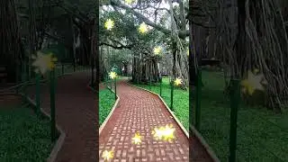 📍Dodda Alada Mara Bangalore Address: Tavarekere, Uttarahalli Hobli, Bengaluru, Karnataka #bangalore