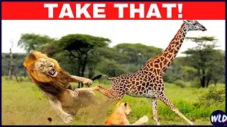 10 Times Prey Surprised Their Predator