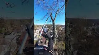 Cat Rescuer Needs All His Skills to Save Cat Stuck Up Tree for 6 Days