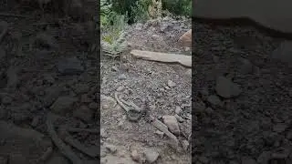 North fork smith river ca Rattle Snake
