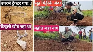 खेत मे काम के वक्त इस नागके उपरसे ट्रैक्टर चला गया.. शुक्र है बच गया.. देखे रेस्क्यू..