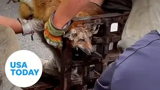 First responders rescue curious fox with head stuck in a sewer grate | USA TODAY