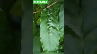 This is leaf rolling process, caterpillar 🐛.