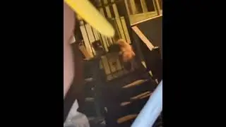 Dog breaks through the metal gate.