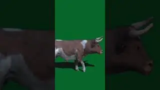 Cow cartoon Green screen #greenscreen #all #anime