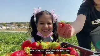 Farming in Palestine under the occupation
