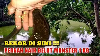 KOLAM LEGEND !!! SARANG BELUT MONSTER 1 KG