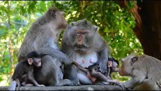 It's A Heartwarming Kisses From Old Monkey While Visiting Baby Monkey Sweetest Moment You'll See