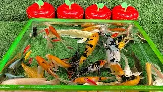 Unboxing Ikan Hias Koi Besar, Ikan Mas Koki Cantik, Ikan Naga, Ikan Lele, Ikan Oscar, Ikan Glofish