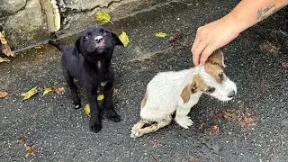 The crippled puppy crawled over and begged desperately to save his little sister