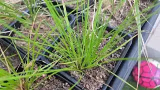 Tufted Hairgrass (Deschampsia cespitosa) growing in pots outdoors after being divided