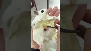 The cute sugar glider is so cute#cute #funny  #pets