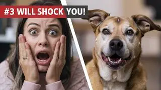 7 Early Warning Signs Your Dog Might Become Aggressive