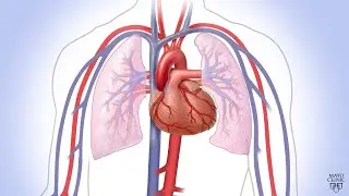 Mayo Clinic Minute - Menopause and the heart connection