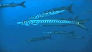 Plong&eacute;e Port Cros - Pointe de la gal&egrave;re, Barracudas