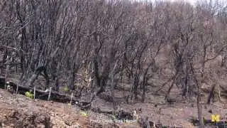 How wildfires affect climate