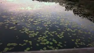 Nature 76 - walking a wooden bridge on the lake