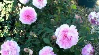 Rose The Mayflower Rose English Sh.mov