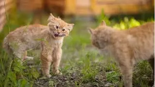 Funny Cats Arguing | Two angry cats arguing non stop