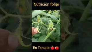 nutrici&oacute;n foliar en tomate para floraci&oacute;n y estimular nuevos brotes#tomate #plantas