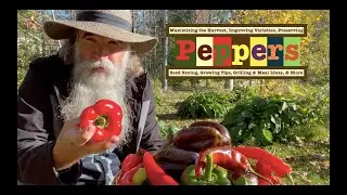 Abundant Pepper Harvest, Tips on How to Maximize HARVEST, Companion Plant, Preserve, Collect Seeds