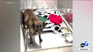 'Miracle' dog rescued after being discovered in Virginia cave