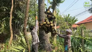 Very strong! Amazing skills cutting fresh Palmyra Palm Fruit from the tree - Street Food Thailand