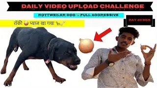 Day 31/365 ❤️ Daily video upload challenge 🔥 Rottweiler dog 🐕 रॉकी को खिला दिया प्याज 🧅🤣