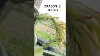 Dragon 🐉  topiny 😍 #hridaybasumataryvlogs #shortvideo