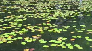 Canoeing Spider Lake