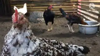 MY MORNING ROUTINE FEEDING OUR RABBITS AND NATIVE CHICKEN