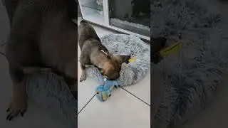 Minnie the frenchie new barkbox toy and bed 07-14-22