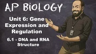 AP Bio, Раздел 6 – Тема 6.1 – Структура ДНК и РНК