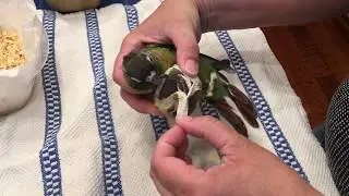 Splayed leg bandage removal