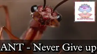 ANT - NEVER GIVE UP | GEM OF THE DAY | BE LIKE AN ANT