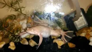 Rana albina Croando
