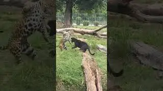 panther vs leopard #macantutul #tiger #panther #fightinganimals