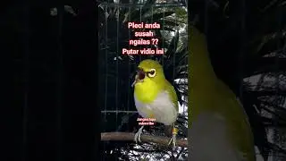 pleci bustomi gacor dorr #plecigacor