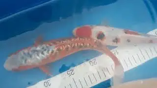 Some of the larger koi we picked up from Koituberfest 2025 # newforest koi # koi farm #twisted koi 