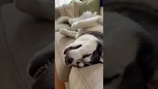 This Husky&rsquo;s sleeping face is 100% pure chaos 😂🐶 #dogsoftiktok #husky #dog