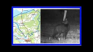 Sju djur skjutna i jakten p&aring; varghybrider i s&ouml;rmland