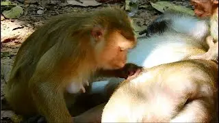 Big king Mak monkey feeling so good when he got grooming from Rose monkey , ASMR Grooming