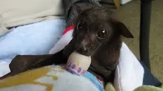 Flying fox rescue.