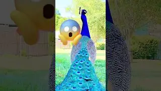 This Rare Peacock Was LOST for 23 Years&hellip; Until Scientists Found ONE Shocking Clue! 😱🦚