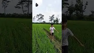 Layangan buatan sendiri || bermaindialam || AnoDanKk #video #bermaindialam #layangan