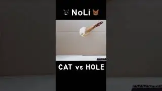 Cat vs Hole | Lizzy