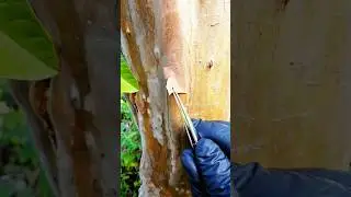 Tree Bark Falling Off? Science Explained